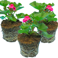 Pelargonium Toscana Dolce Vita Klass / Smart Laura | 3 or 6 1L Pots