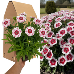 1 Spring–Summer Dianthus Flowering Plants – Dart Red White Picotee. Outdoor Garden Ready Plants for Pots, Borders, Rockeries & Containers. Hardy, Compact & Easy to Grow. Supplied as a Large 2L Pot