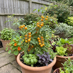 Set of 3 or 6 Large Plants - Tomato Honeycomb Variety, Outdoor Garden Ready, 10.5 cm