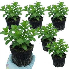 Set of 3 or 6 Moroccan Mint Herb Plants, Fresh & Fragrant Live Herbs, Outdoor Garden Ready, 1 Litre Root-Ball