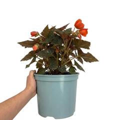 1 Large Plant - Begonia Non Stop Mocca Deep Orange, Outdoor Garden Ready, 5L Pot