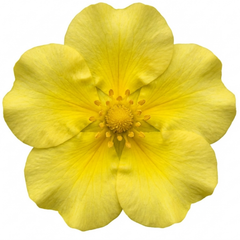 Potentilla Goldfinger Hardy Yellow Flowering Shrub, Bee Friendly Garden Plant, 2 Litre Root Ball