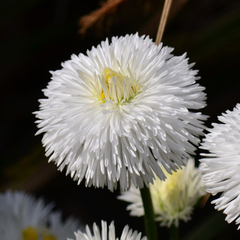 Bellis White | 3 or 6 1L Pots