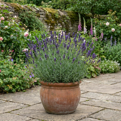 1 Lavender Essence Purple Hardy Perennial Plant, Fragrant Bee Friendly Garden Shrub, 2 Litre Root Ball