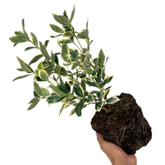 Euonymus President Gauthier | 2L Pot