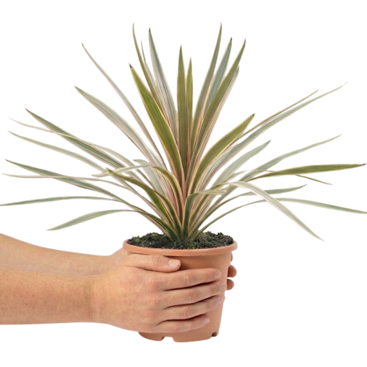 Cordyline Eurostripe | Large 3L Pot