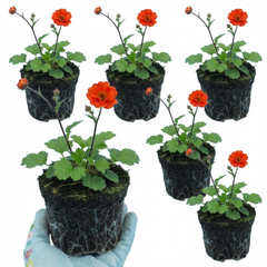 Set of 3 or 6 Geum Mrs Bradshaw Hardy Perennial Plants, Scarlet Red Double Cottage Garden Flowers, Outdoor Garden Ready, 1 Litre Root-Ball