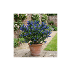 Ceanothus Victoria Plant, Hardy Evergreen Blue Flowering Shrub, Outdoor Garden Ready, Litre Root-Ball