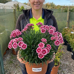 1 Cottage Pink Dianthus Raspberry Sundae, Fragrant Hardy Perennial Plant, 5 Litre Root Ball
