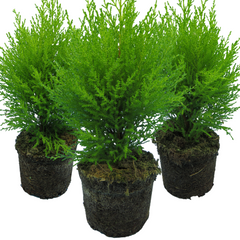 Cupressus Wilma | 3 or 6 1L Pots