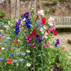 Sweet Pea Mammoth Mix, 10.5 cm Rootballs