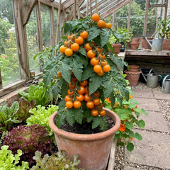 Set of 3 or 6 Premium Grafted Stargold Cherry Tomato Plants, Sweet Golden Fruit, Outdoor Garden Ready, 1L Root Ball