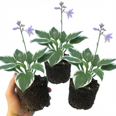 Francee Plantain Lily, Ready to Plant in Your Garden, 1L