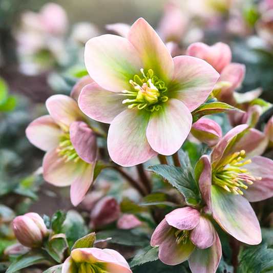 Hellebore Angel Glow | 2L Pot