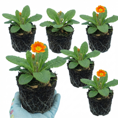 Primula veris Orange with Yellow Hardy Perennial Plants, Spring Flowering, Outdoor Garden Ready, 11cm Root-Ball