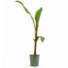 Banana Tree 3L (100–120 cm Tall) in Nursery Pot