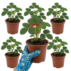 Strawberry Loran Variety, Outdoor Garden Ready, 1L