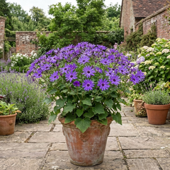 Senetti Violet Pericallis Plant, Colourful Outdoor Summer Bedding Flower, Garden Ready, 17cm Root-Ball