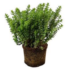 Hebe Little Leaves Green | 2L Pots