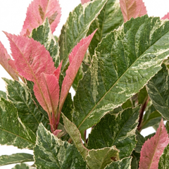 Photinia Fraseri Pink Crispy Plant, Evergreen Hedge Shrub, Outdoor Garden Ready, 3 Litre Root Ball