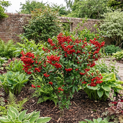 Pyracantha Red Star Firethorn Plant, Hardy Evergreen Climbing Hedge Shrub, Litre Root Ball