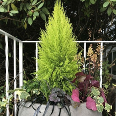 Cupressus Wilma | 3 or 6 1L Pots