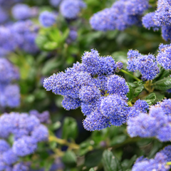 Ceanothus Repens | 2L Pot