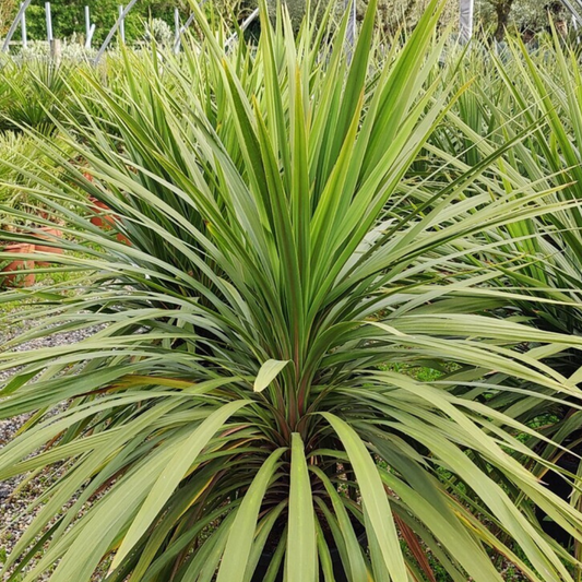 Cordyline Peko | 3L Pots