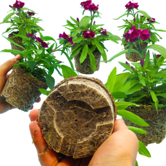 Dianthus Violet | 3 or 6 Plants