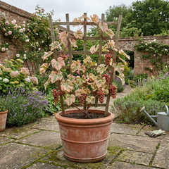 Grape Vitis Supernova Pink Plant, Outdoor Hardy Grape Vine for Garden, 3 Litre Root-Ball
