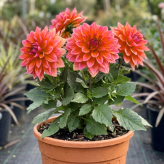 1 Dahlia Fun Pomegranate Live Plant, Outdoor Summer Flowering Garden Ready, 3 Litre Root-Ball