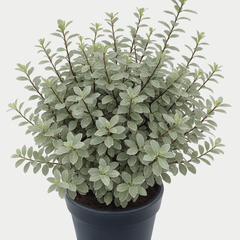 Pittosporum Silver Ball | 3L Pot