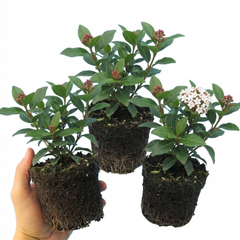 Viburnum Tinus Evergreen Privacy Hedge Plants, Hardy Winter Flowering Garden Shrub, Outdoor Garden Ready, 1 Litre Root-Ball