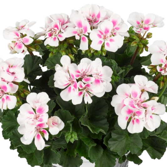 Pelargonium Toscana Dolce Vita Stella, Ready to Plant in Garden