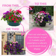 7 Colour Coordinated Plants - Sophistication Theme Speedplanter, Garden Ready