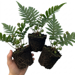 Evergreen Polypodium Vulgare Hardy Fern Plants for Shade Garden, Live Perennial, 11cm Root Ball