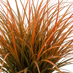 1 Carex Prairie Fire Evergreen Ornamental Grass, Hardy Perennial Garden Plant, 2 Litre Root Ball