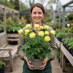 1 Trollius Lemon Queen Globeflower Plant, Spring Flowering Yellow Hardy Perennial, 17cm Root-Ball