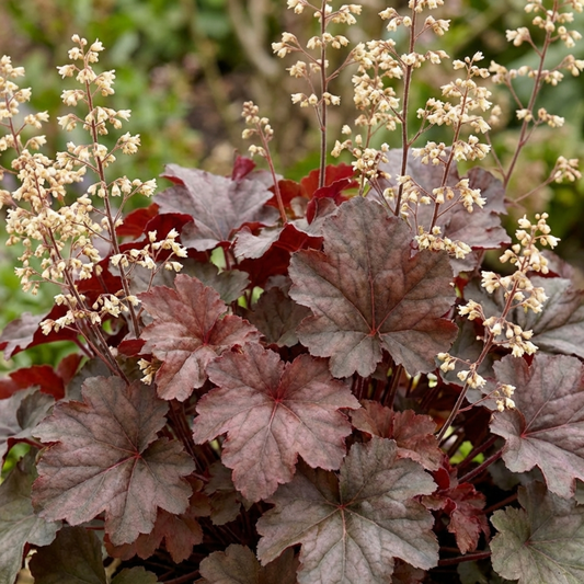 Set of 3 or 6 Heuchera Palace Purple Coral Bells Plants, Hardy Evergreen Perennial, Shade Tolerant Garden Plants, Outdoor Garden Ready, 1 Litre Root-Ball