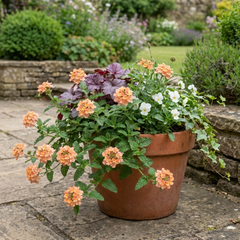 Verbena Magelana Peach Trailing Plants, Summer Bedding Flowers, Hanging Basket & Garden Ready, 10.5cm Root Ball