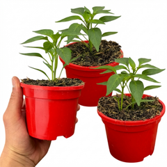 Sweet Pepper Plants - Astor Variety, Ready to Plant in Your Garden