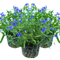 Lobelia Springs Dark Blue | 3 or 6 1L Pots