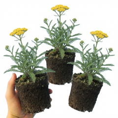 Set of 3 or 6 Achillea Cloth of Gold Yarrow Plants, Hardy Perennial, Bee Friendly Garden Flowers, Outdoor Garden Ready, 1 Litre Root-Ball