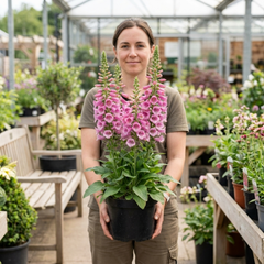 1 Digitalis Hanabee Pink Foxglove, Compact Bee Friendly Perennial Plant, Garden Ready, 3 Litre Root Ball