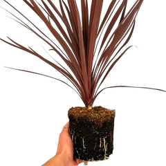 Cordyline Red Star, Ready to Plant in Your Garden, 2L Rootball