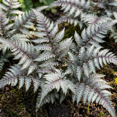 Japanese Painted Fern Athyrium Pewter Lace Plants, Hardy Shade Perennial, 1 Litre Root Ball