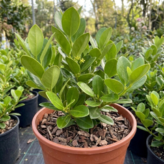 1 Large Hedge Plant - Griselinia Littoralis, Outdoor Garden Ready, 2L Pot