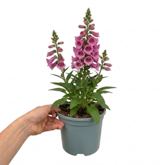 1 Digitalis Hanabee Pink Foxglove, Compact Bee Friendly Perennial Plant, Garden Ready, 3 Litre Root Ball