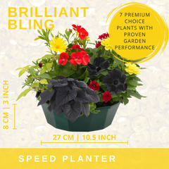 7 Colour Coordinated Plants - Brilliant Bling Theme Speedplanter, Garden Ready