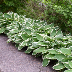 Hosta Francee | 3 or 6 1L Pots